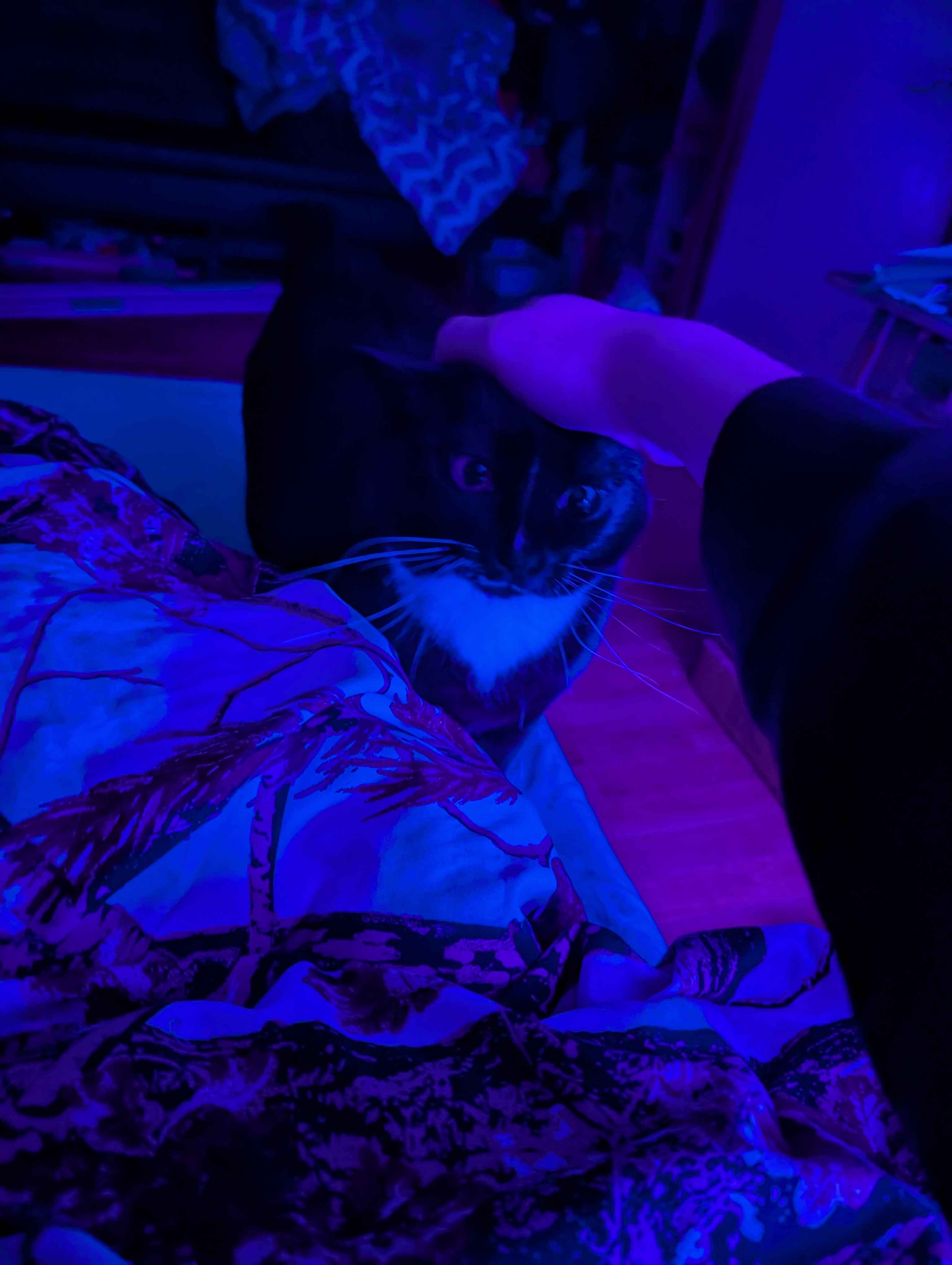 my cat
