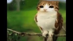 meowl